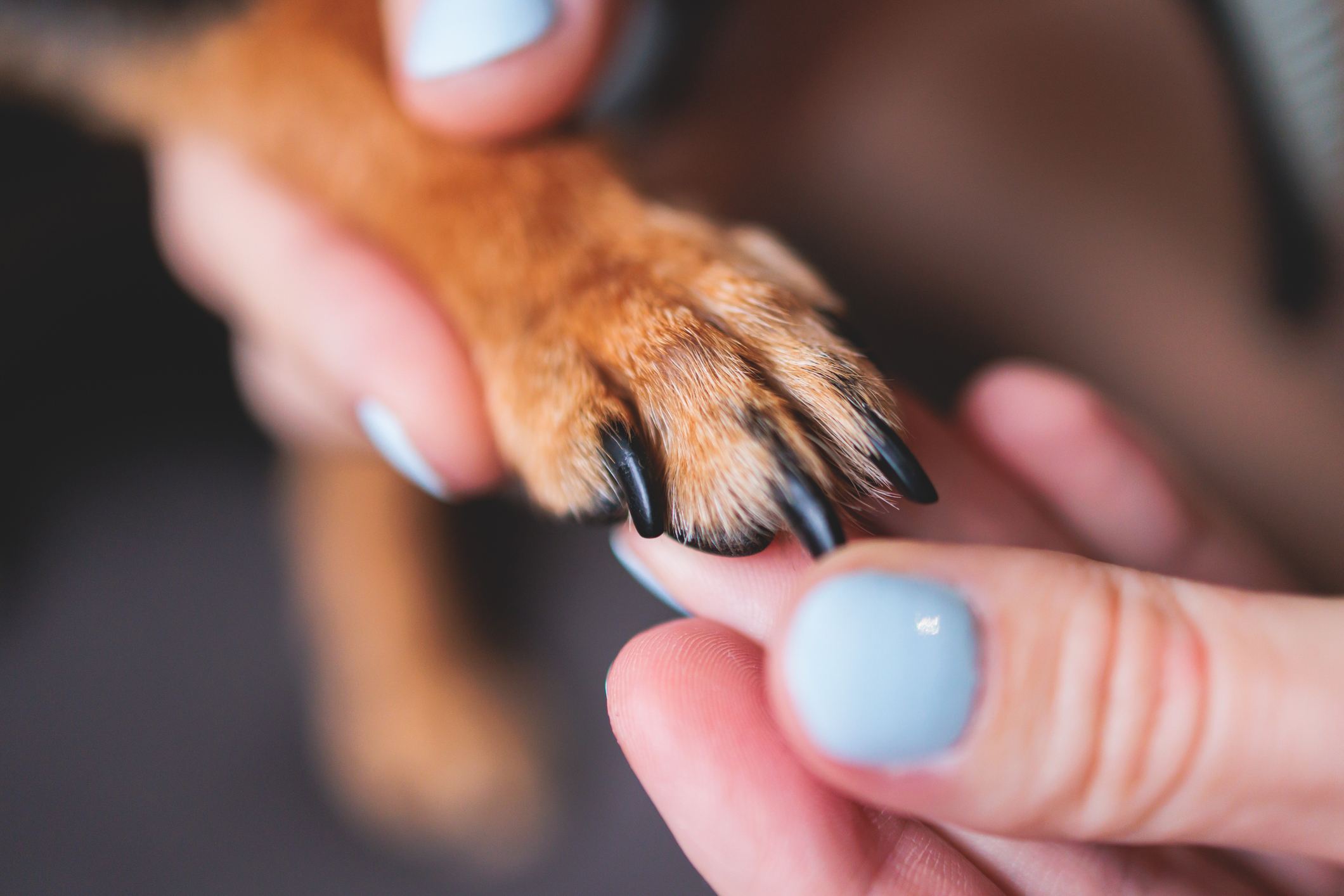 Express Dog Grooming 1